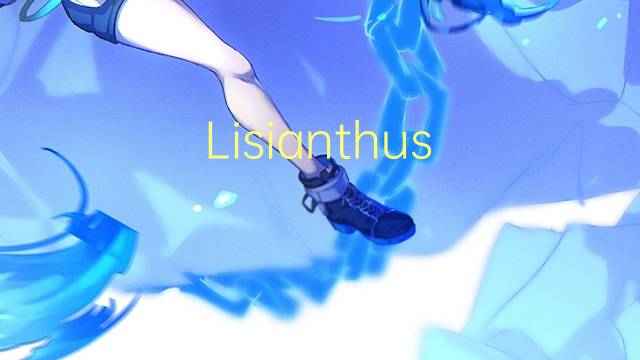 Lisianthus russelianum是什么意思 Lisianthus russelianum的读音、翻译、用法