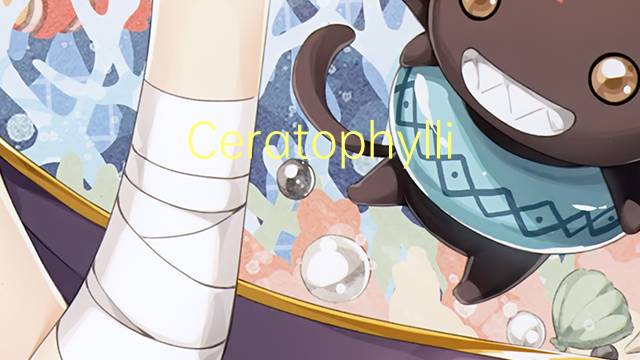 Ceratophyllidae是什么意思 Ceratophyllidae的读音、翻译、用法