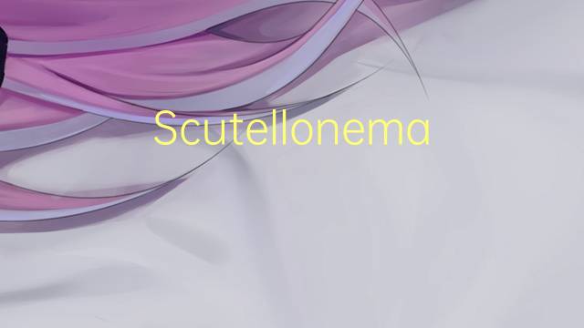 Scutellonema brachyurum是什么意思 Scutellonema brachyurum的读音、翻译、用法