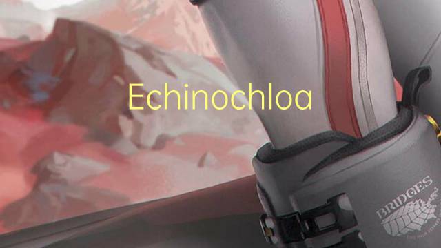 Echinochloa frumentacea是什么意思 Echinochloa frumentacea的读音、翻译、用法
