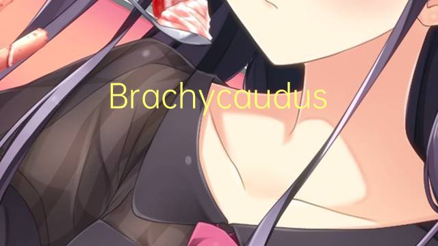 Brachycaudus是什么意思 Brachycaudus的读音、翻译、用法