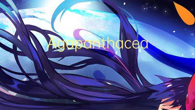 Agapanthaceae是什么意思 Agapanthaceae的读音、翻译、用法