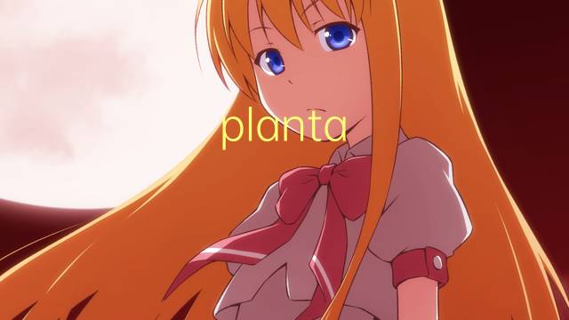 planta masculina是什么意思 planta masculina的读音、翻译、用法