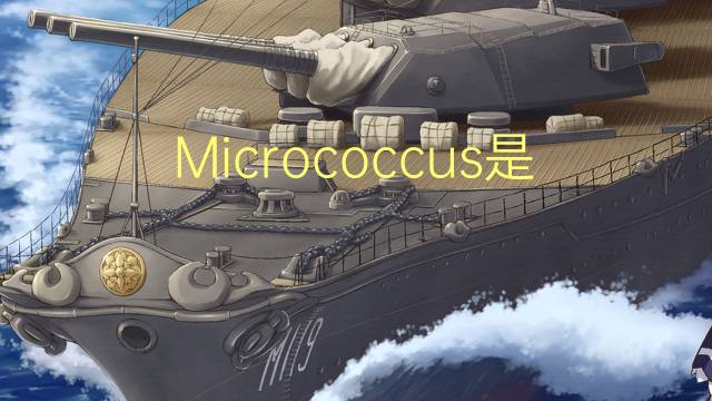 Micrococcus是什么意思 Micrococcus的读音、翻译、用法