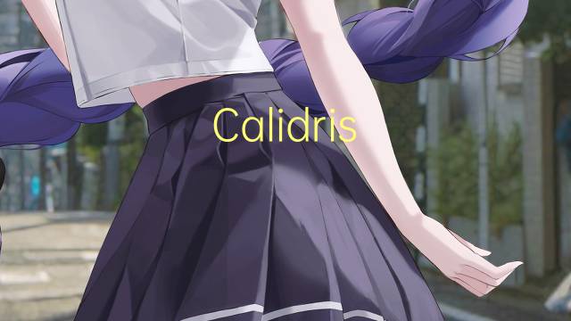 Calidris himantopus是什么意思 Calidris himantopus的读音、翻译、用法
