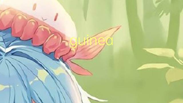 guinea amarillo是什么意思 guinea amarillo的读音、翻译、用法